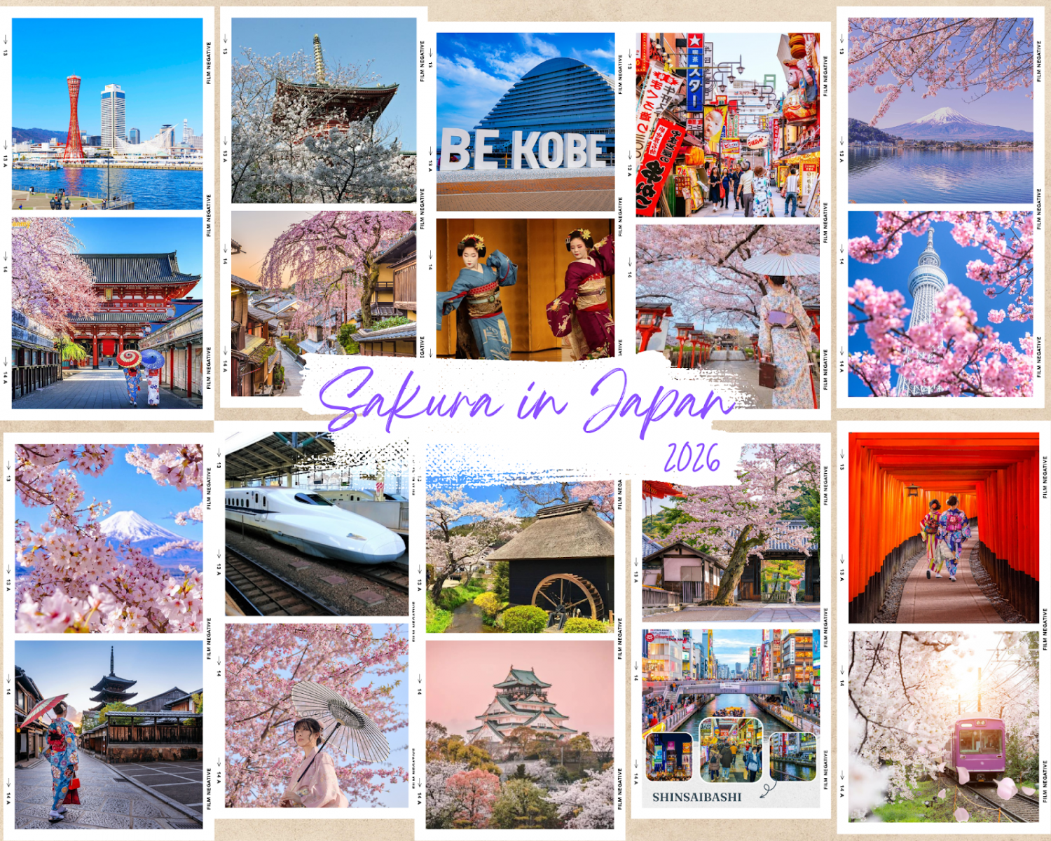 Mùa hoa anh đào Nhật Bản 2026