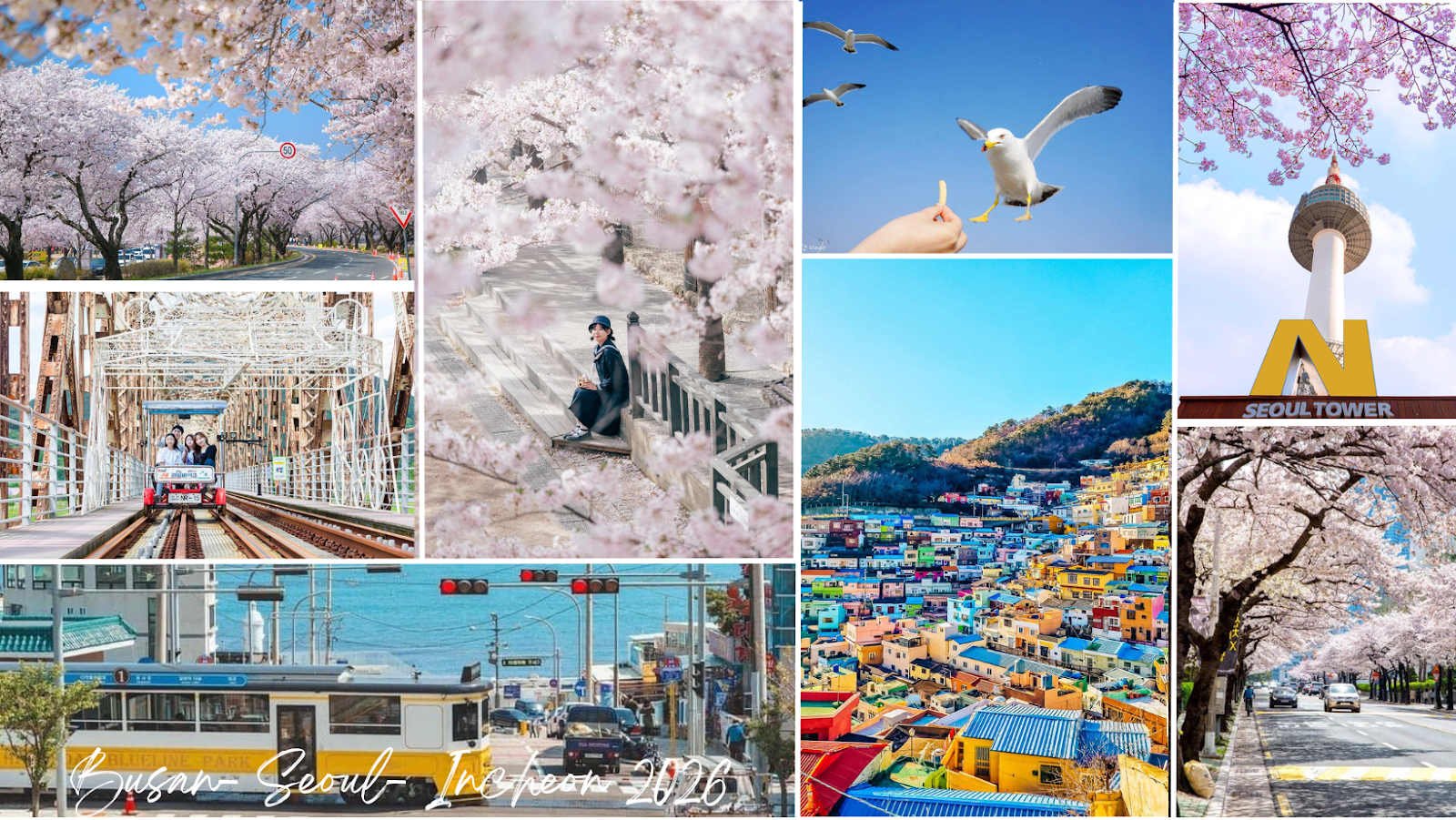 Mùa hoa anh đào Hàn Quốc 2026