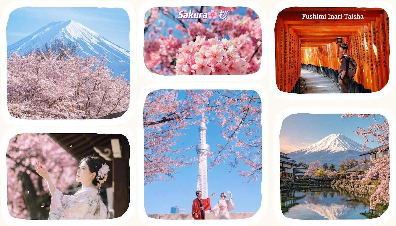 Nhật Bản mùa hoa anh đào 2026