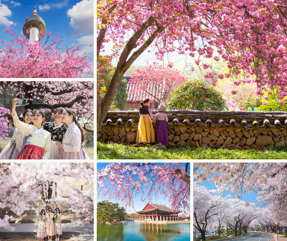 Mùa hoa anh đào "Xứ sở kim chi" Hàn Quốc