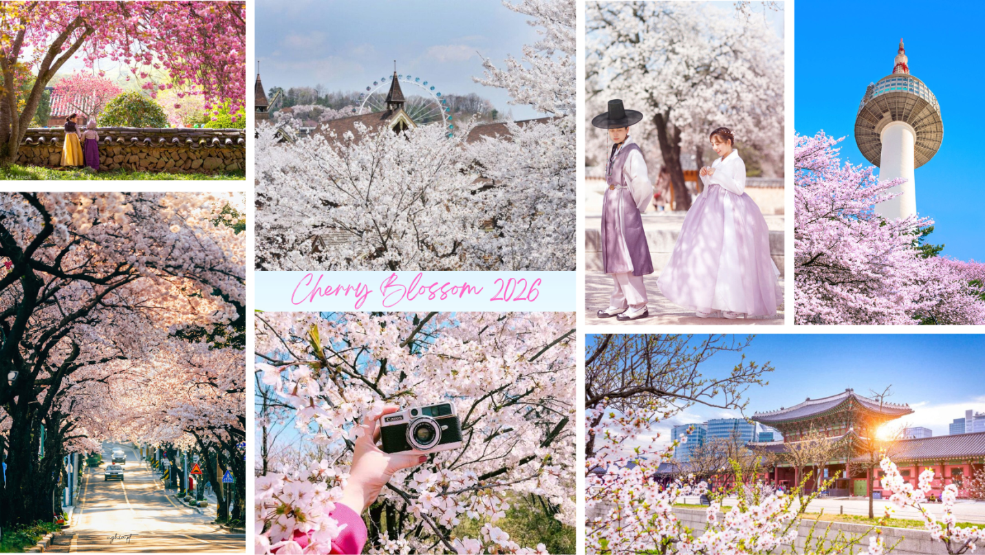 Khám phá Hàn Quốc mùa hoa anh đào 2026