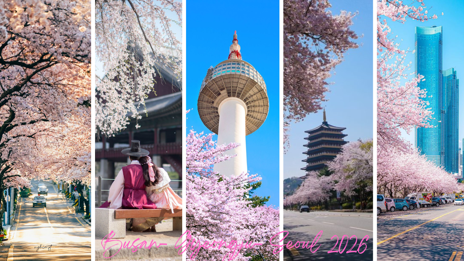 Busan mùa hoa anh đào